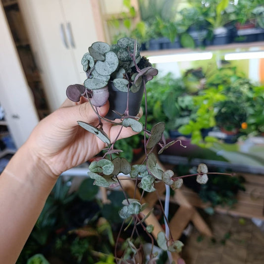 Ceropegia Woodii "M"