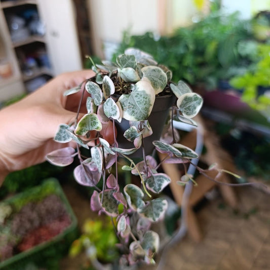 Ceropegia Woodii variegata "M"