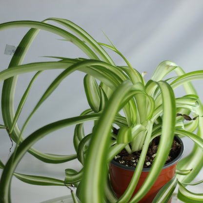 Chlorophytum Bonnie "M"