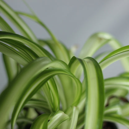 Chlorophytum Bonnie "M"