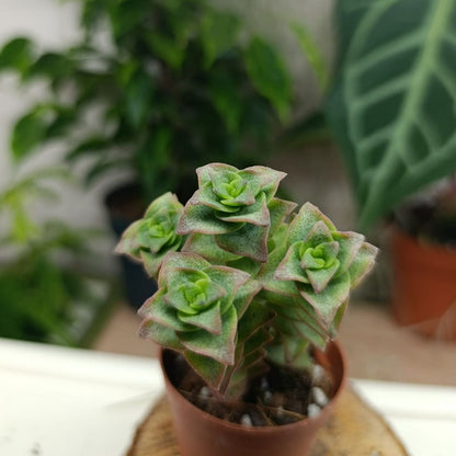 Crassula perforata variegata "S"