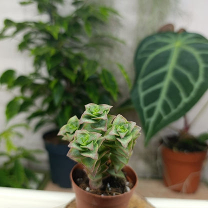 Crassula perforata variegata "S"