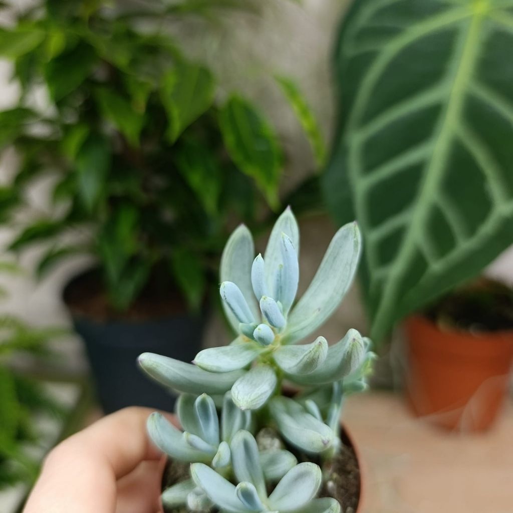 Curio talinoides "S"