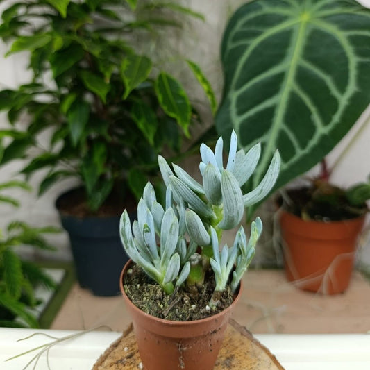 Curio talinoides "S"