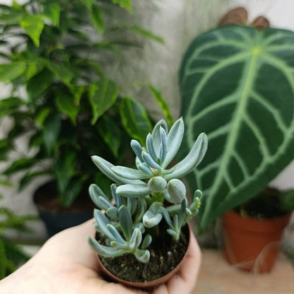 Curio talinoides "S"