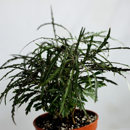 Dizygotheca Elegantissima Bianca "M"