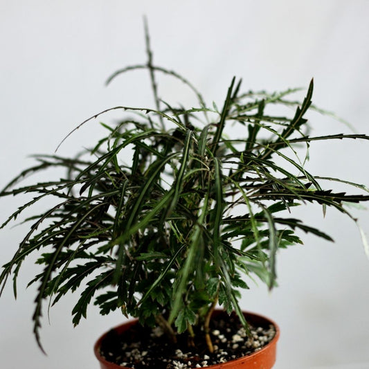 Dizygotheca Elegantissima Bianca "M"