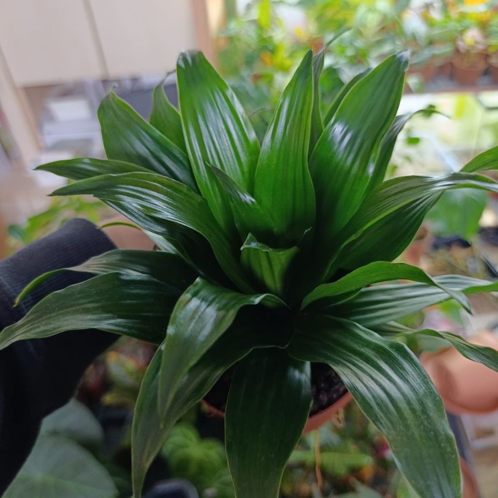 Dracaena Compacta "M"