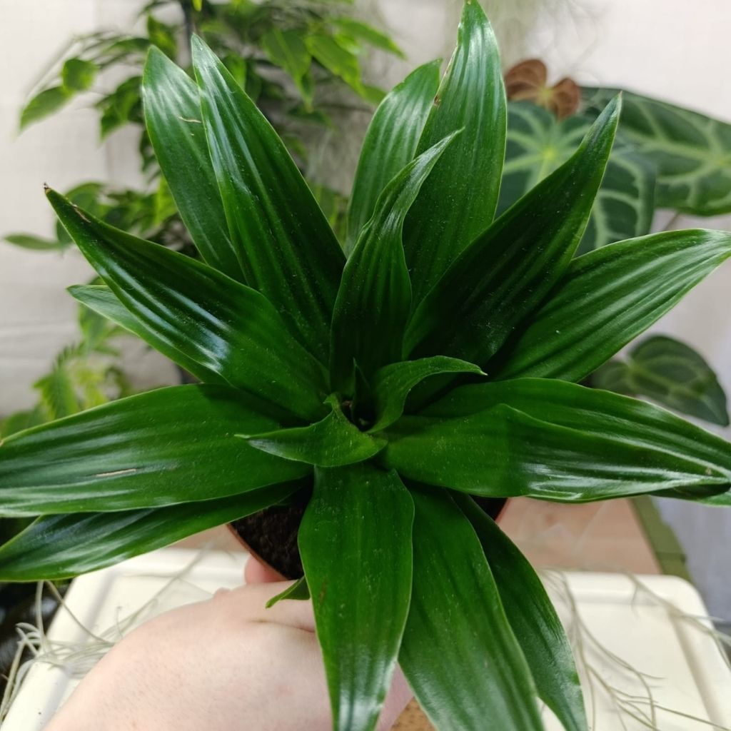 Dracaena Compacta "M"