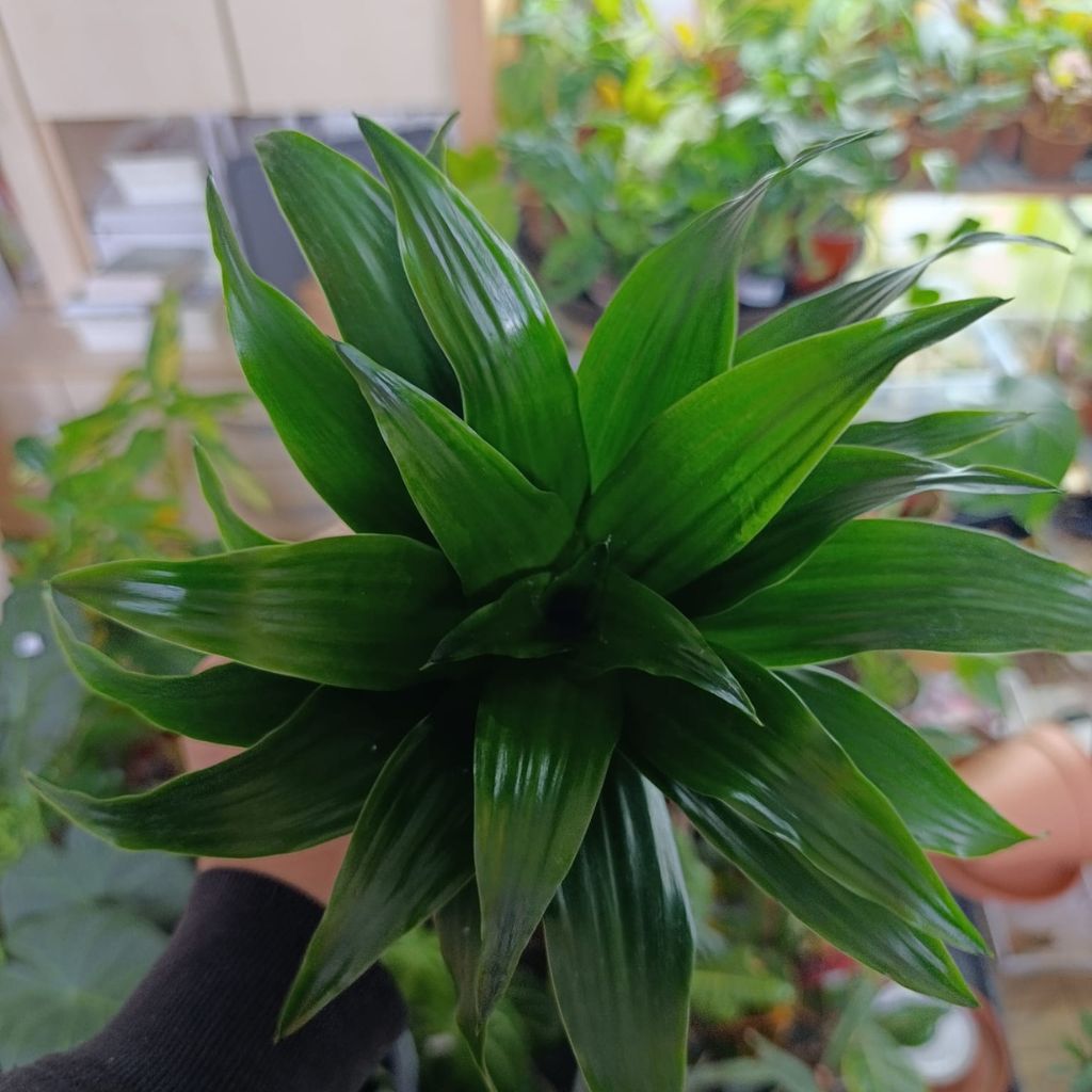 Dracaena Compacta "M"