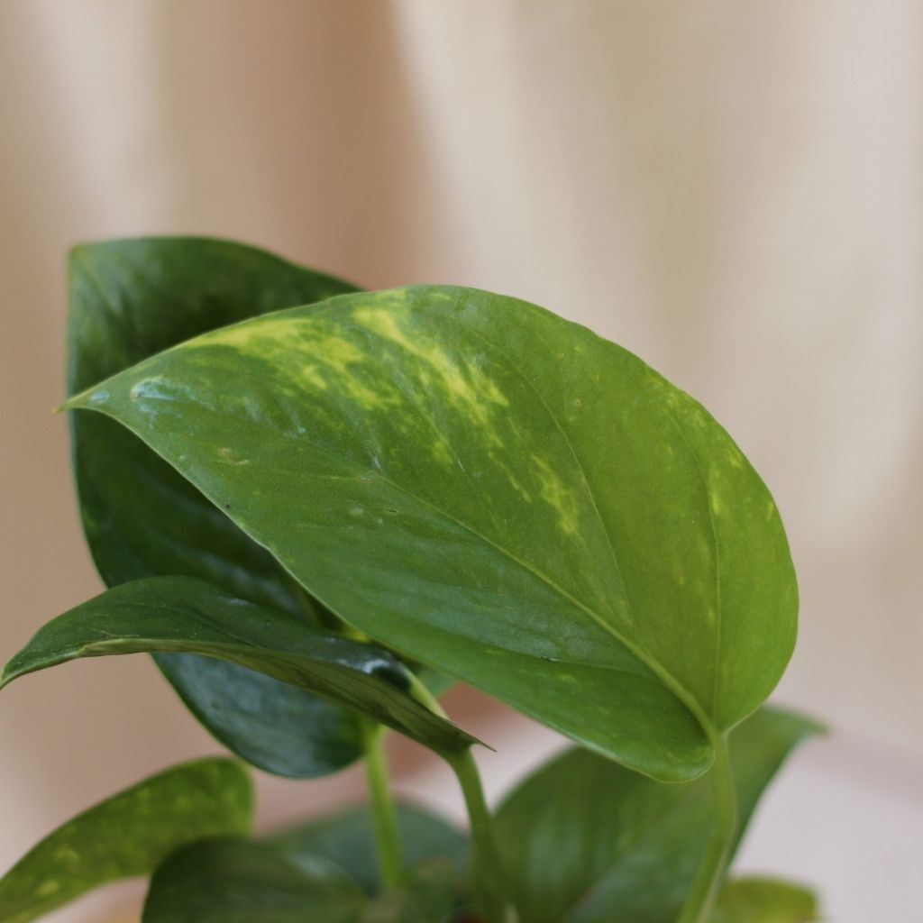 Epipremnum Aureum "M" (šetrné k přírodě)