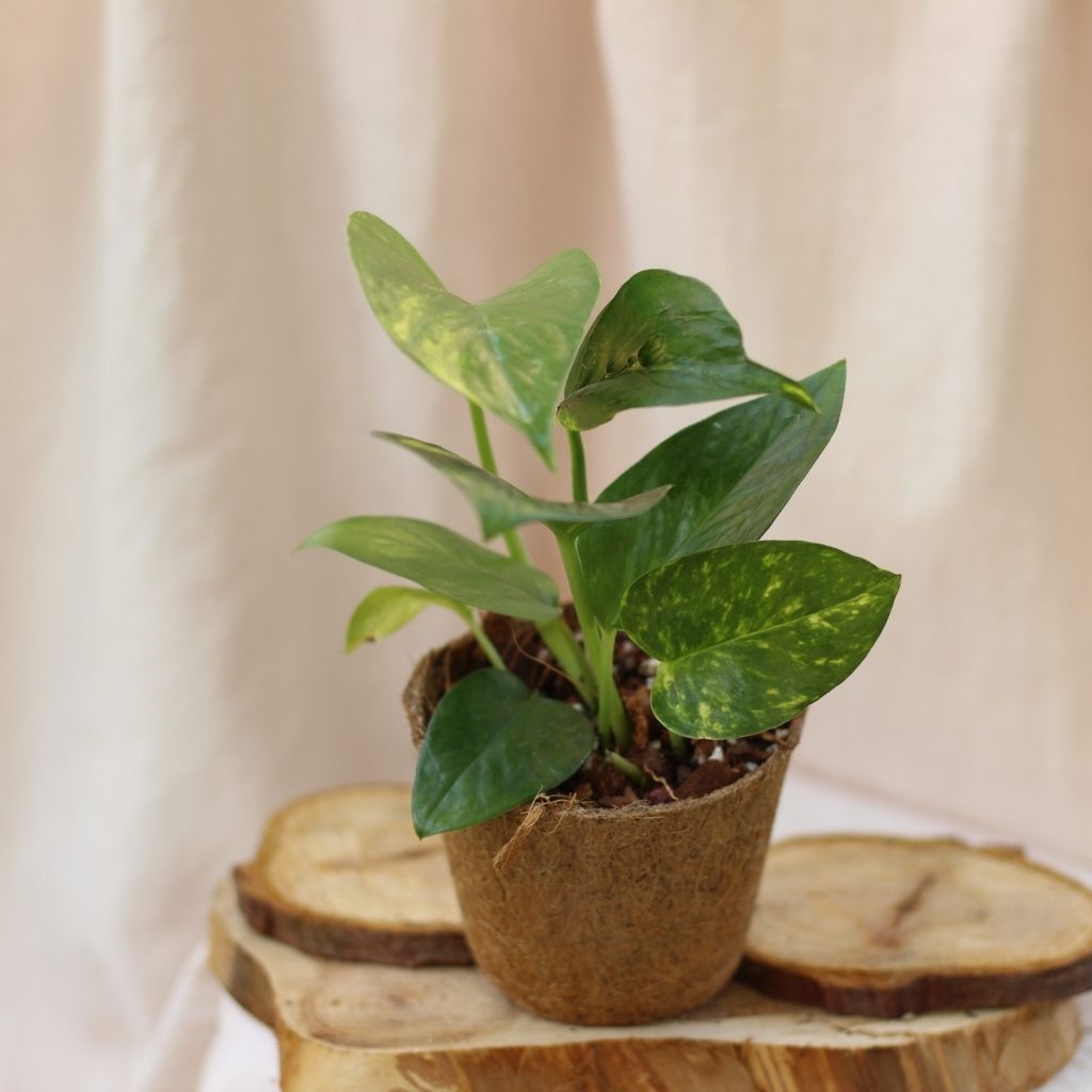 Epipremnum Aureum "M" (šetrné k přírodě)