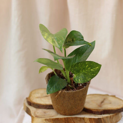 Epipremnum Aureum "M" (šetrné k přírodě)