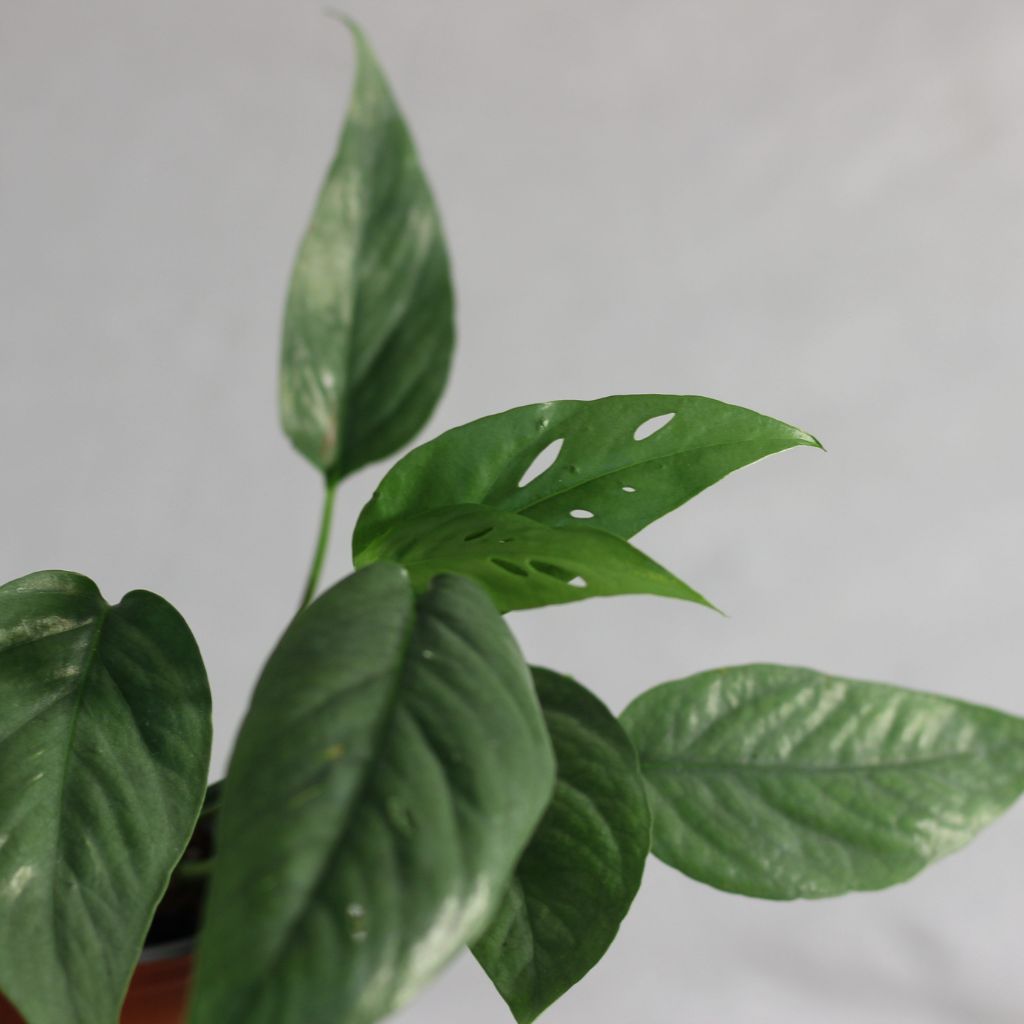 Epipremnum Cebu Blue "M"