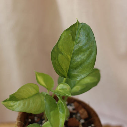 Epipremnum Global Green "M" (šetrné k přírodě)