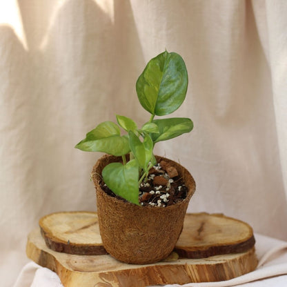 Epipremnum Global Green "M" (šetrné k přírodě)
