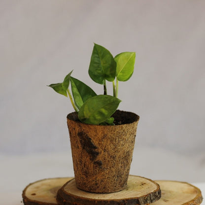 Epipremnum Global Green "M" (šetrné k přírodě)