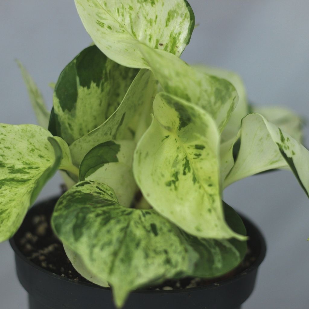 Epipremnum Happy Leaf "L"