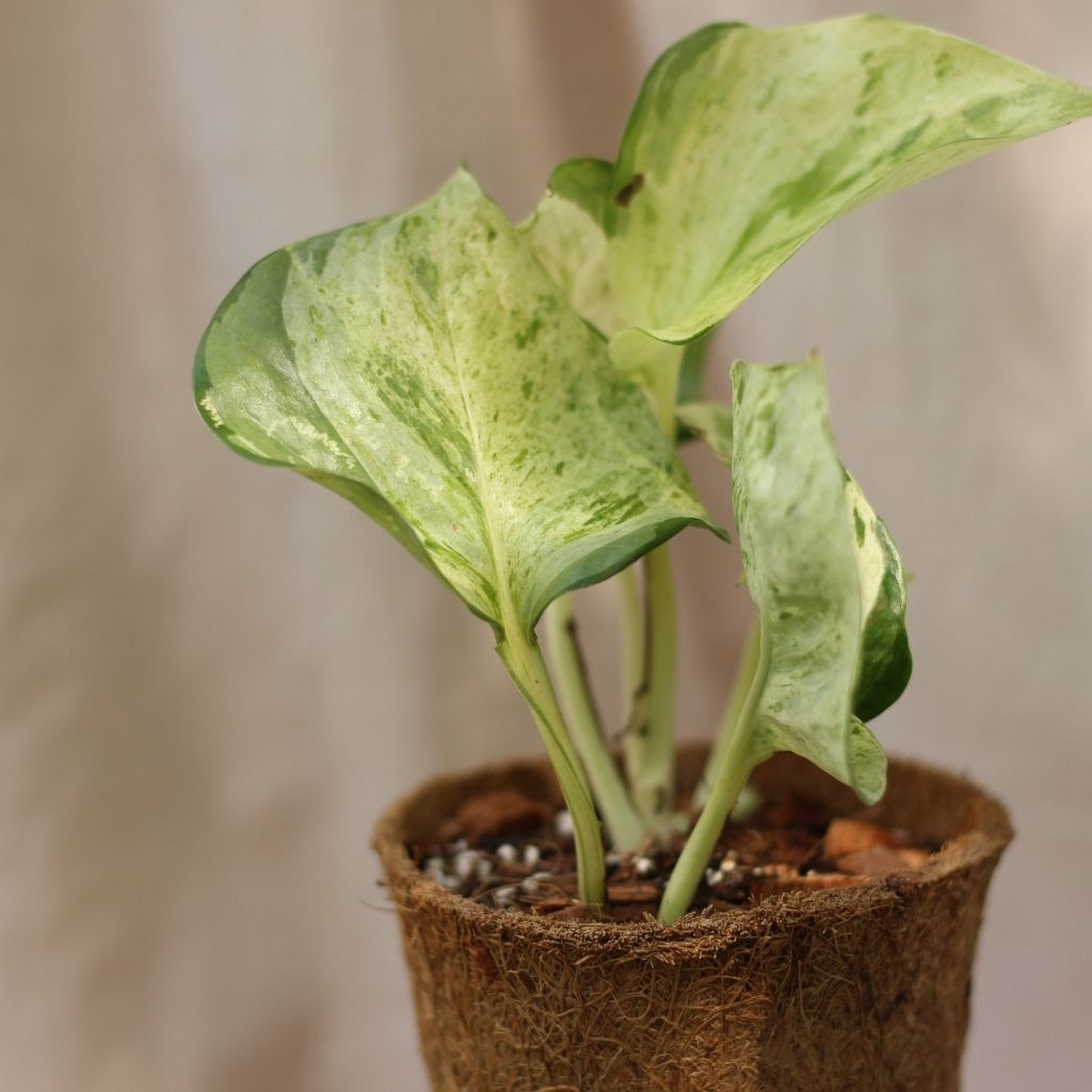 Epipremnum Happy Leaf "M" (šetrné k přírodě)