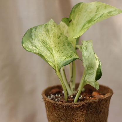 Epipremnum Happy Leaf "M" (šetrné k přírodě)