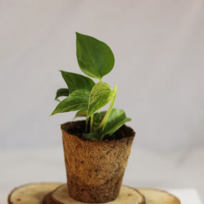 Epipremnum Marble Queen "M" (šetrné k přírodě)