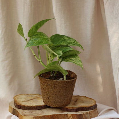 Epipremnum Marble Queen "M" (šetrné k přírodě)