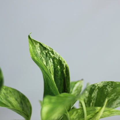 Epipremnum Marble Queen "M"