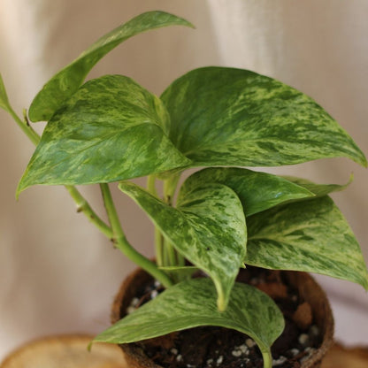 Epipremnum Marble Queen "M" (šetrné k přírodě)