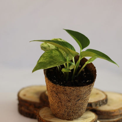 Epipremnum Marble Queen "M" (šetrné k přírodě)