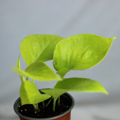 Epipremnum Neon "M"