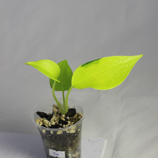 Epipremnum Neon "S"