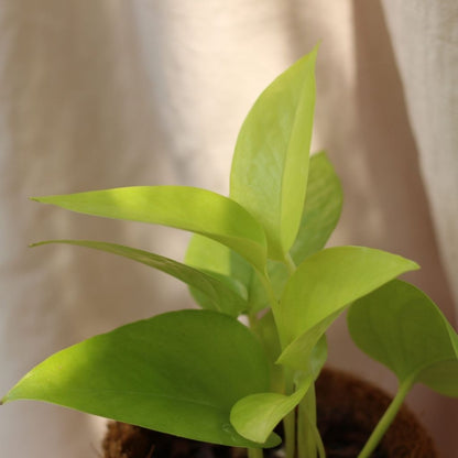 Epipremnum Neon "M" (šetrné k přírodě)