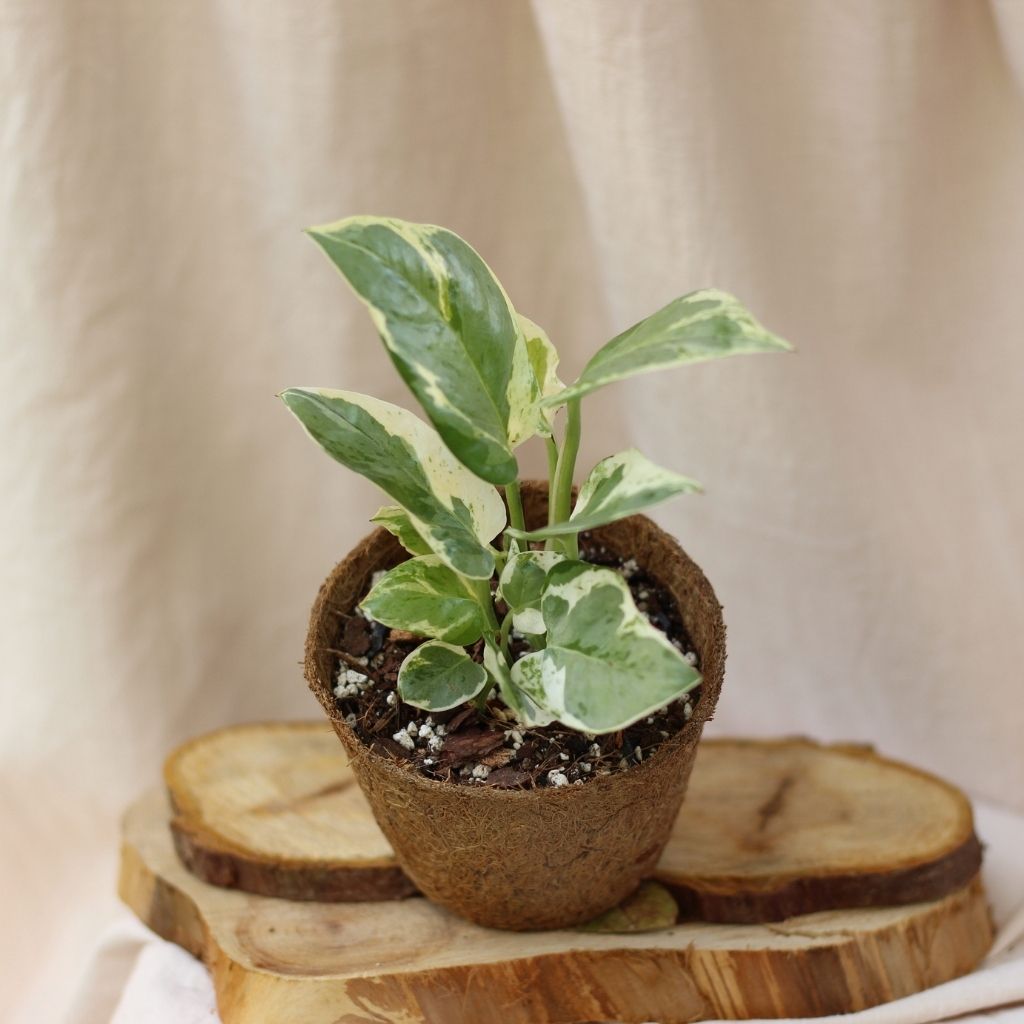 Epipremnum Pearls and Jade "M" (šetrné k přírodě)