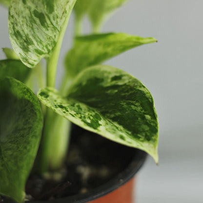 Epipremnum duet