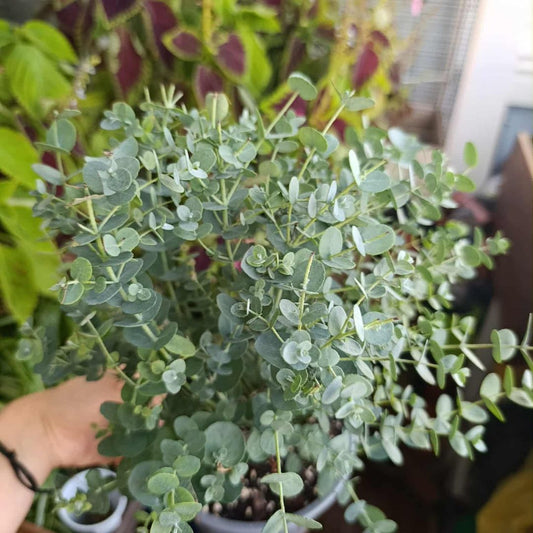 Eucalyptus gunnii "M"