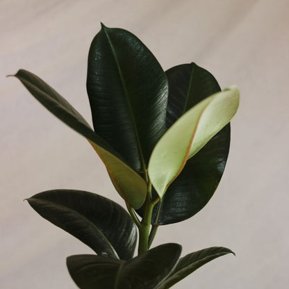 Ficus Abidjan
