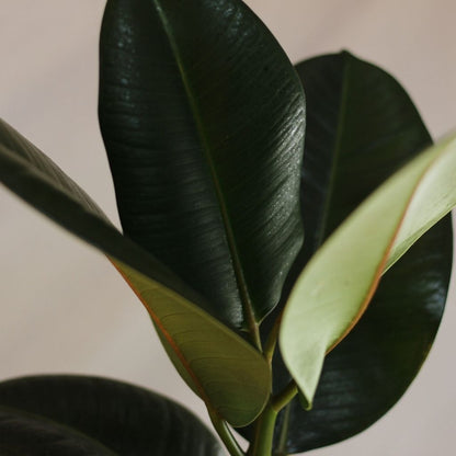 Ficus Abidjan