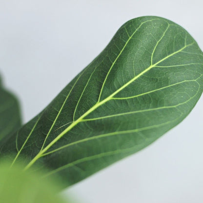 Ficus Audrea "L"