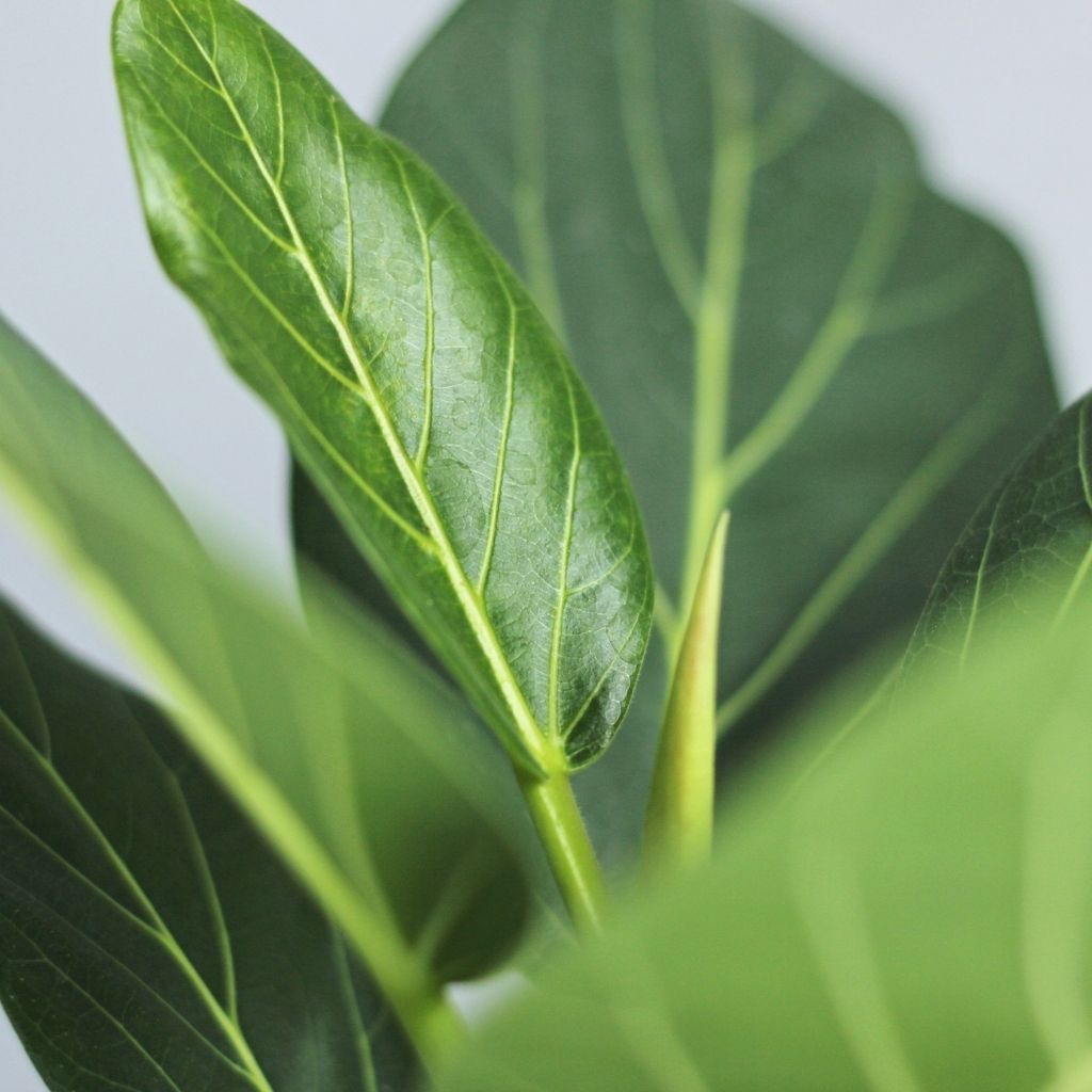 Ficus Audrea "L"