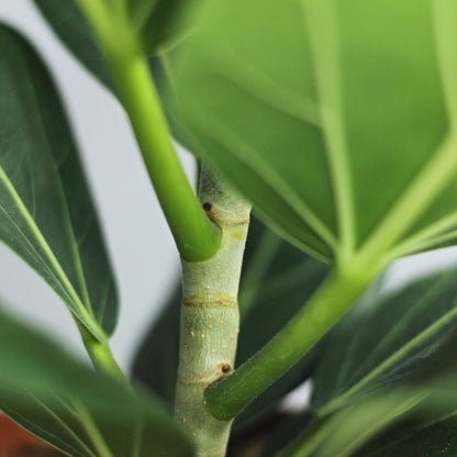 Ficus Audrea "L"