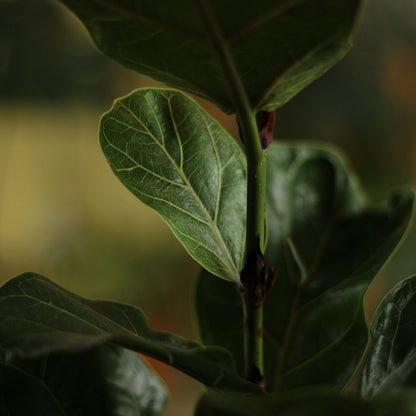 Ficus Bambino "L"