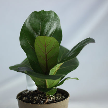 Ficus Bambino "M"