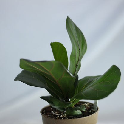 Ficus Bambino "M"