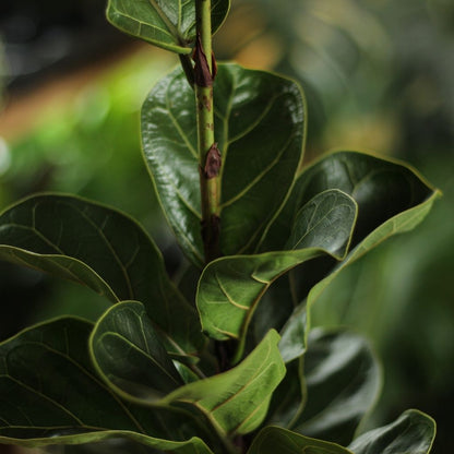 Ficus Bambino "L"