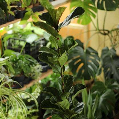 Ficus Bambino "L"