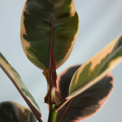 Ficus Belize "M"