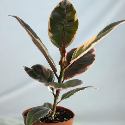 Ficus Belize "M"
