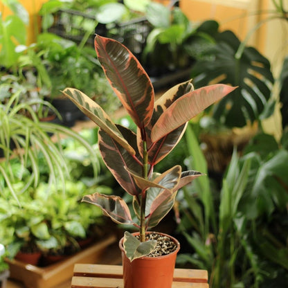 Ficus Belize "M"