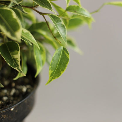 Ficus "Kinky"