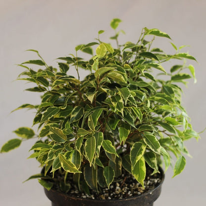 Ficus "Kinky"
